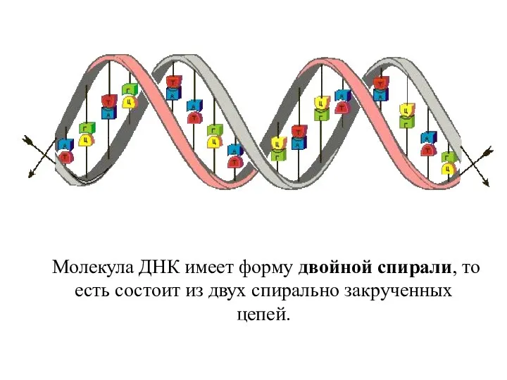 Молекула ДНК имеет форму двойной спирали, то есть состоит из двух спирально закрученных цепей.