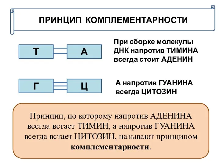 ПРИНЦИП КОМПЛЕМЕНТАРНОСТИ Т При сборке молекулы ДНК напротив ТИМИНА всегда стоит АДЕНИН