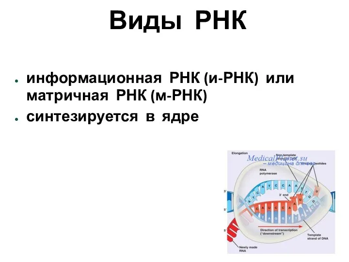 Виды РНК информационная РНК (и-РНК) или матричная РНК (м-РНК) синтезируется в ядре