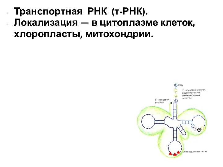 Транспортная РНК (т-РНК). Локализация — в цитоплазме клеток, хлоропласты, митохондрии.