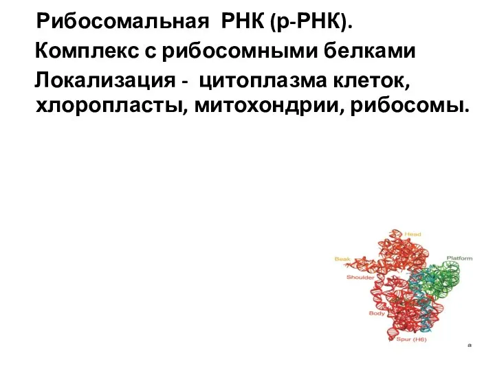 Рибосомальная РНК (р-РНК). Комплекс с рибосомными белками Локализация - цитоплазма клеток, хлоропласты, митохондрии, рибосомы.