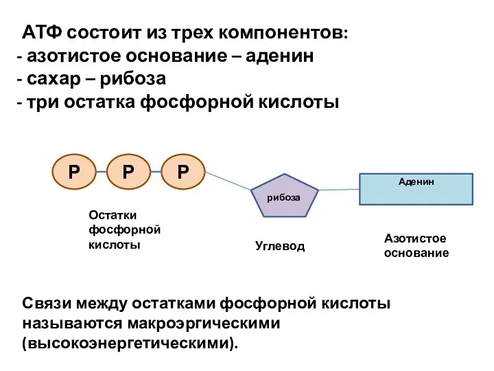 АТФ состоит из трех компонентов: азотистое основание – аденин сахар – рибоза