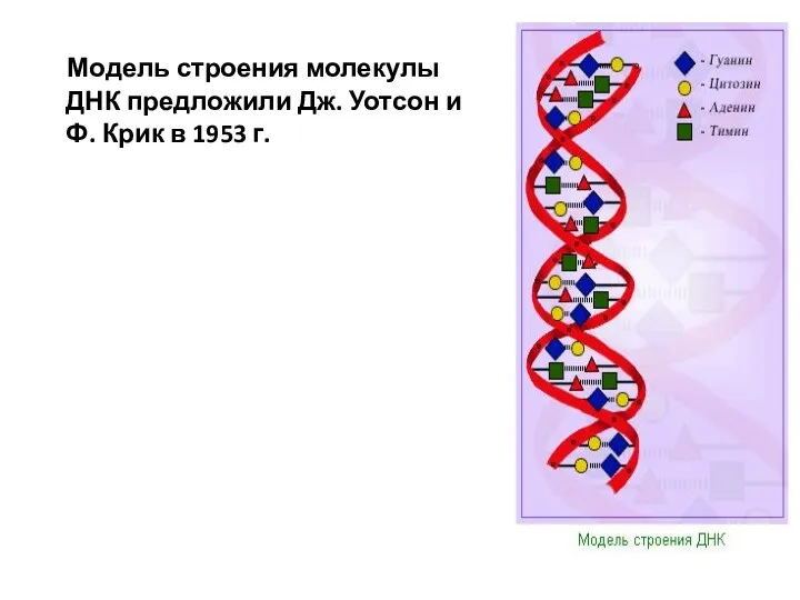 Модель строения молекулы ДНК предложили Дж. Уотсон и Ф. Крик в 1953 г.
