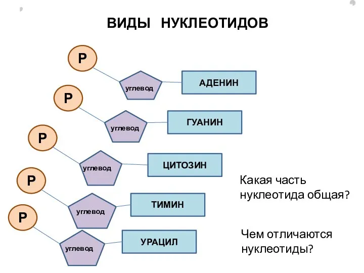 ВИДЫ НУКЛЕОТИДОВ Р ГУАНИН углевод Р УРАЦИЛ углевод Р ТИМИН углевод Р