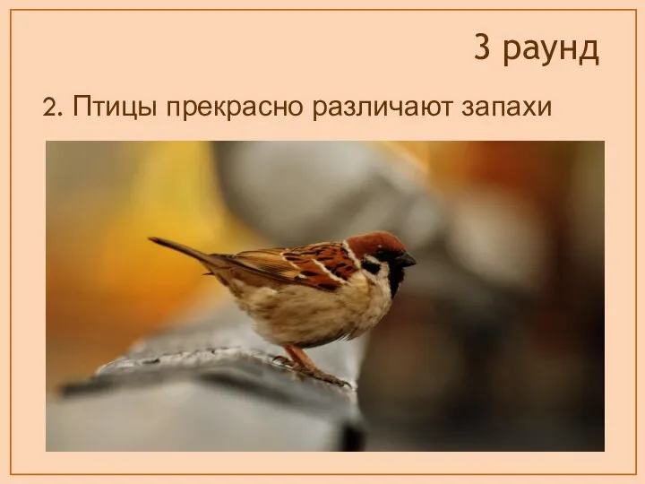 2. Птицы прекрасно различают запахи 3 раунд