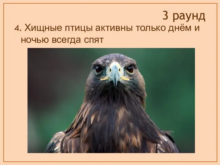 4. Хищные птицы активны только днём и ночью всегда спят 3 раунд