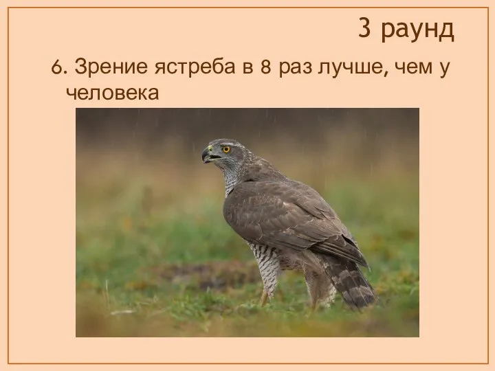 6. Зрение ястреба в 8 раз лучше, чем у человека 3 раунд