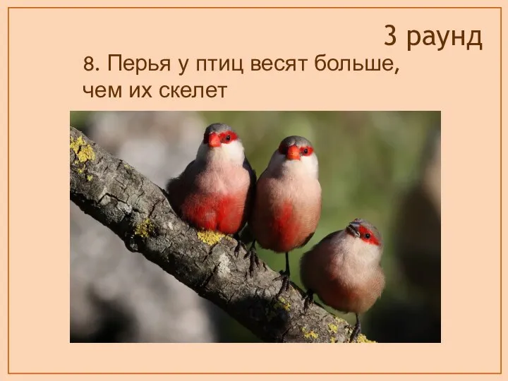 8. Перья у птиц весят больше, чем их скелет 3 раунд