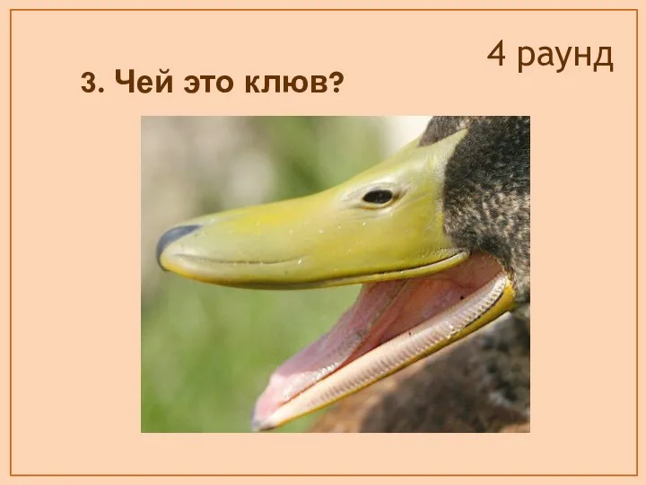 3. Чей это клюв? 4 раунд