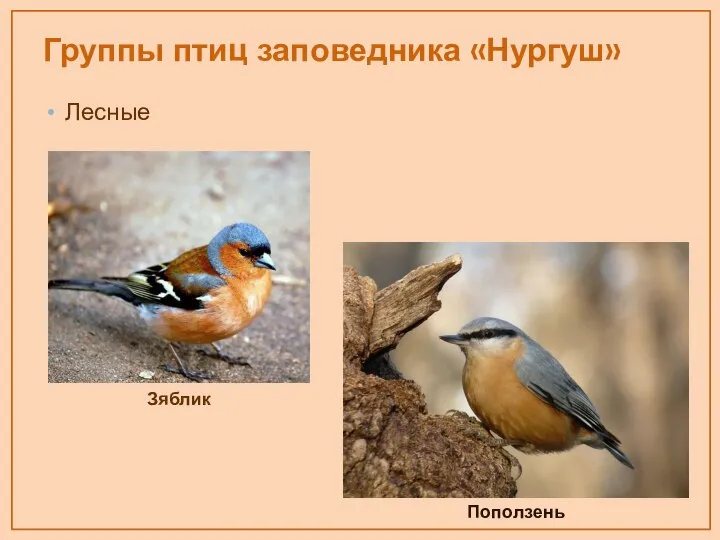 Группы птиц заповедника «Нургуш» Лесные Поползень Зяблик