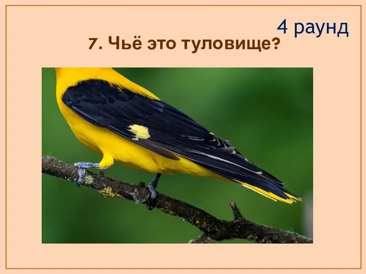 7. Чьё это туловище? 4 раунд