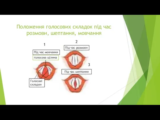 Положення голосових складок під час розмови, шептання, мовчання Під час мовчання голосова