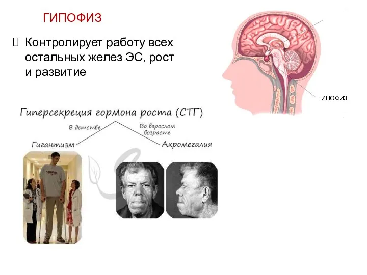 ГИПОФИЗ Контролирует работу всех остальных желез ЭС, рост и развитие ГИПОФИЗ