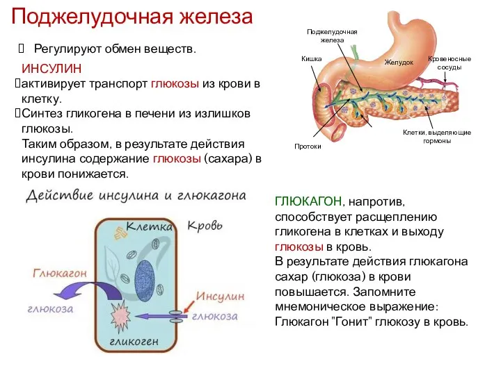 Поджелудочная железа Регулируют обмен веществ. ИНСУЛИН активирует транспорт глюкозы из крови в