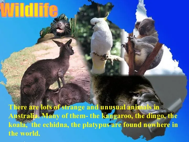 Wildlife There are lots of strange and unusual animals in Australia. Many