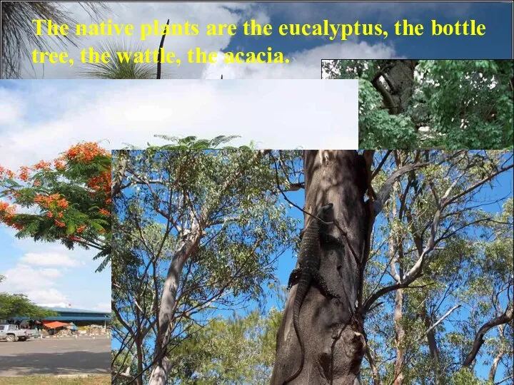 The native plants are the eucalyptus, the bottle tree, the wattle, the acacia.