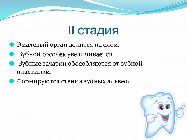 II стадия Эмалевый орган делится на слои. Зубной сосочек увеличивается. Зубные зачатки