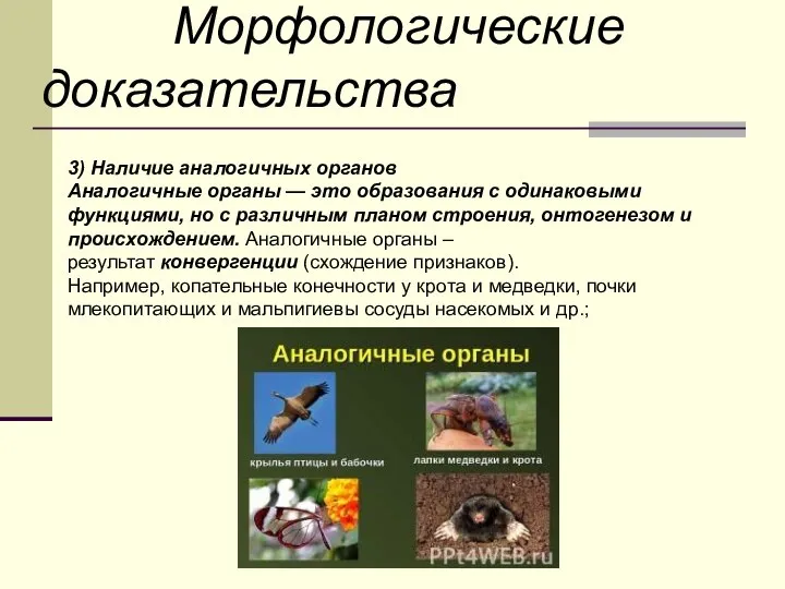 Морфологические доказательства 3) Наличие аналогичных органов Аналогичные органы — это образования с