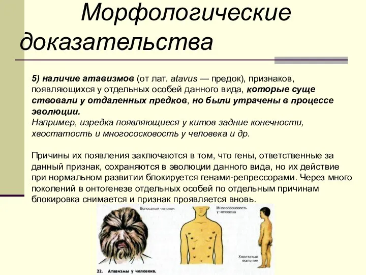 Морфологические доказательства 5) наличие атавизмов (от лат. atavus — предок), признаков, появляющихся