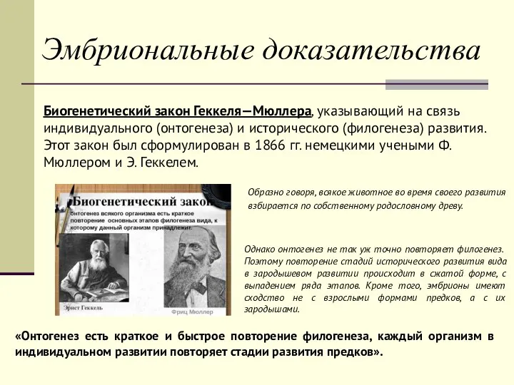 Эмбриональные доказательства Биогенетический закон Геккеля—Мюллера, указывающий на связь индивидуального (онтогенеза) и историческо­го