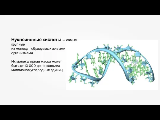 Нуклеиновые кислоты — самые крупные из молекул, образуемых живыми организмами. Их молекулярная