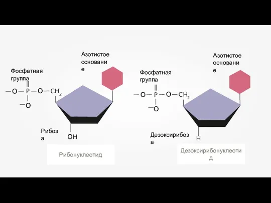 Рибонуклеотид Дезоксирибонуклеотид H ОH CH2 О О P О CH2 О О