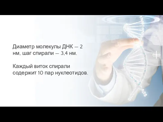 Диаметр молекулы ДНК — 2 нм, шаг спирали — 3,4 нм. Каждый