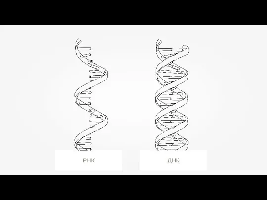 РНК ДНК