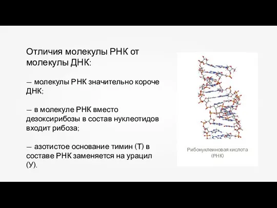 Отличия молекулы РНК от молекулы ДНК: — молекулы РНК значительно короче ДНК;