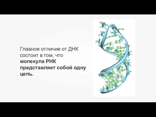 Главное отличие от ДНК состоит в том, что молекула РНК представляет собой одну цепь.