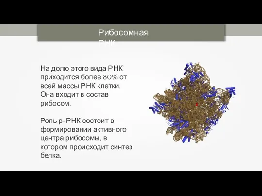 Рибосомная РНК На долю этого вида РНК приходится более 80% от всей