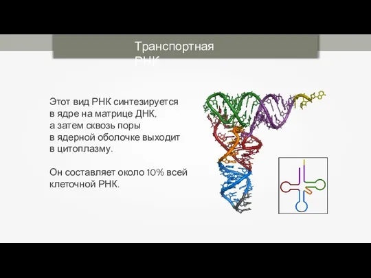 Транспортная РНК Этот вид РНК синтезируется в ядре на матрице ДНК, а