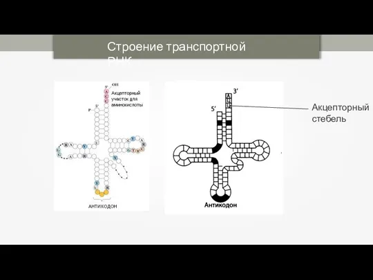 Строение транспортной РНК