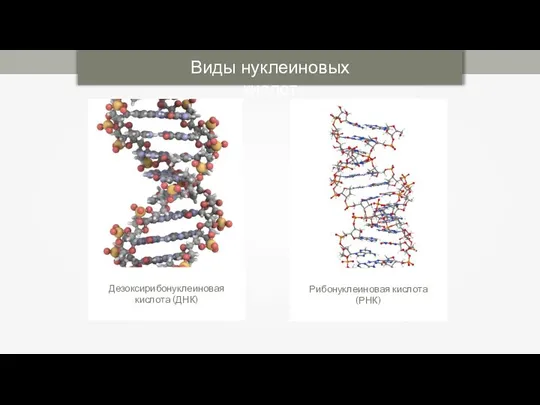 Виды нуклеиновых кислот Дезоксирибонуклеиновая кислота (ДНК) Рибонуклеиновая кислота (РНК)