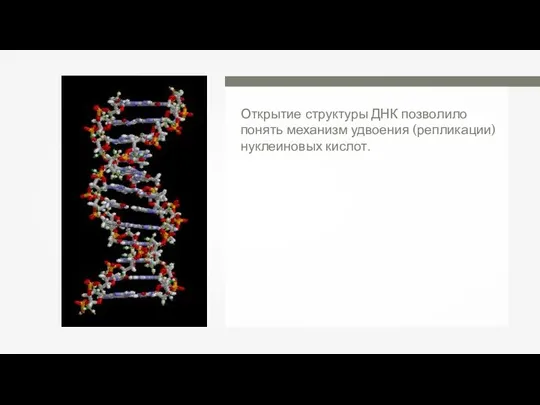 Открытие структуры ДНК позволило понять механизм удвоения (репликации) нуклеиновых кислот.