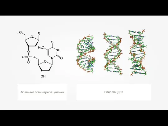 Фрагмент полимерной цепочки Спирали ДНК