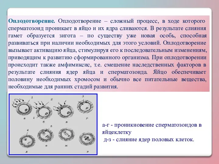 Оплодотворение. Оплодотворение – сложный процесс, в ходе которого сперматозоид проникает в яйцо