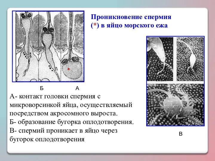 Проникновение спермия (*) в яйцо морского ежа * А- контакт головки спермия