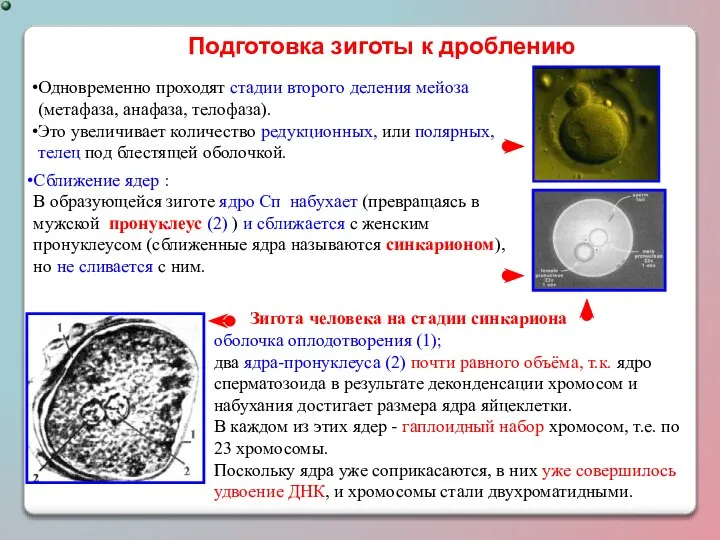 Одновременно проходят стадии второго деления мейоза (метафаза, анафаза, телофаза). Это увеличивает количество