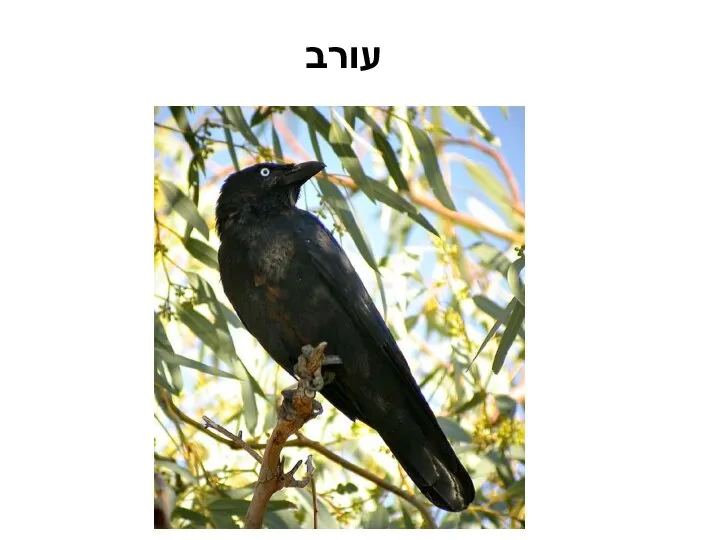 עורב