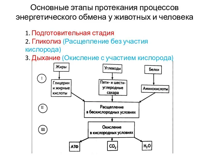 Основные этапы протекания процессов энергетического обмена у животных и человека 1. Подготовительная