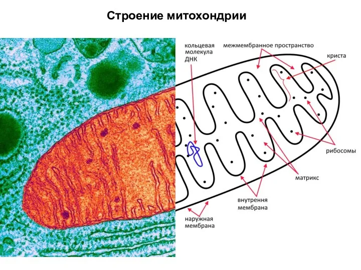 Строение митохондрии