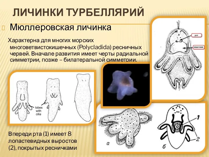 ЛИЧИНКИ ТУРБЕЛЛЯРИЙ Мюллеровская личинка Характерна для многих морских многоветвистокишечных (Polycladida) ресничных червей.