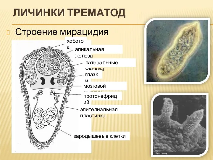 ЛИЧИНКИ ТРЕМАТОД Строение мирацидия хоботок апикальная железа латеральные железы глазки мозговой ганглий