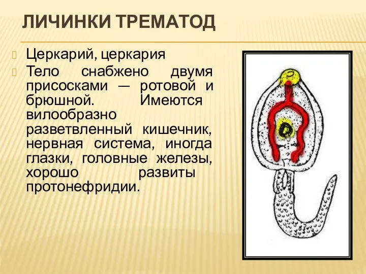 ЛИЧИНКИ ТРЕМАТОД Церкарий, церкария Тело снабжено двумя присосками — ротовой и брюшной.