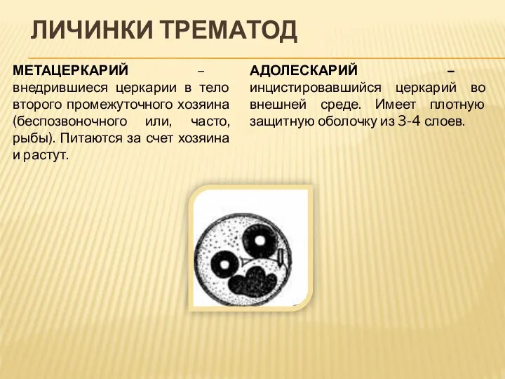 ЛИЧИНКИ ТРЕМАТОД МЕТАЦЕРКАРИЙ – внедрившиеся церкарии в тело второго промежуточного хозяина (беспозвоночного