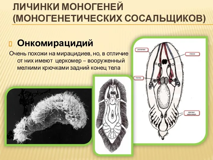 ЛИЧИНКИ МОНОГЕНЕЙ (МОНОГЕНЕТИЧЕСКИХ СОСАЛЬЩИКОВ) Онкомирацидий Очень похожи на мирацидиев, но, в отличие