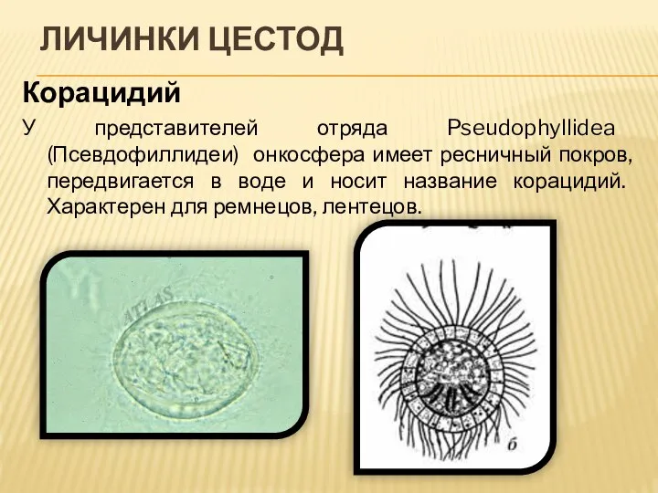 ЛИЧИНКИ ЦЕСТОД Корацидий У представителей отряда Pseudophyllidea (Псевдофиллидеи) онкосфера имеет ресничный покров,