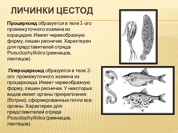 ЛИЧИНКИ ЦЕСТОД Процеркоид образуется в теле 1-ого промежуточного хозяина из корацидия. Имеет