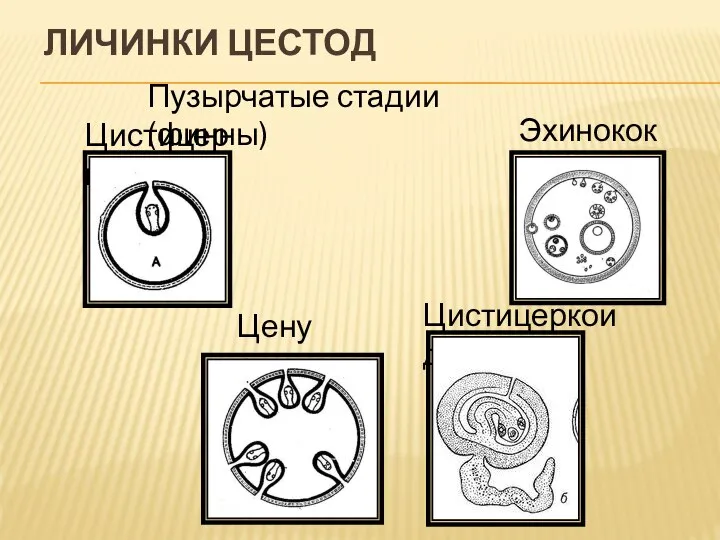 ЛИЧИНКИ ЦЕСТОД Пузырчатые стадии (финны) Цистицерк Цистицеркоид Ценур Эхинококк